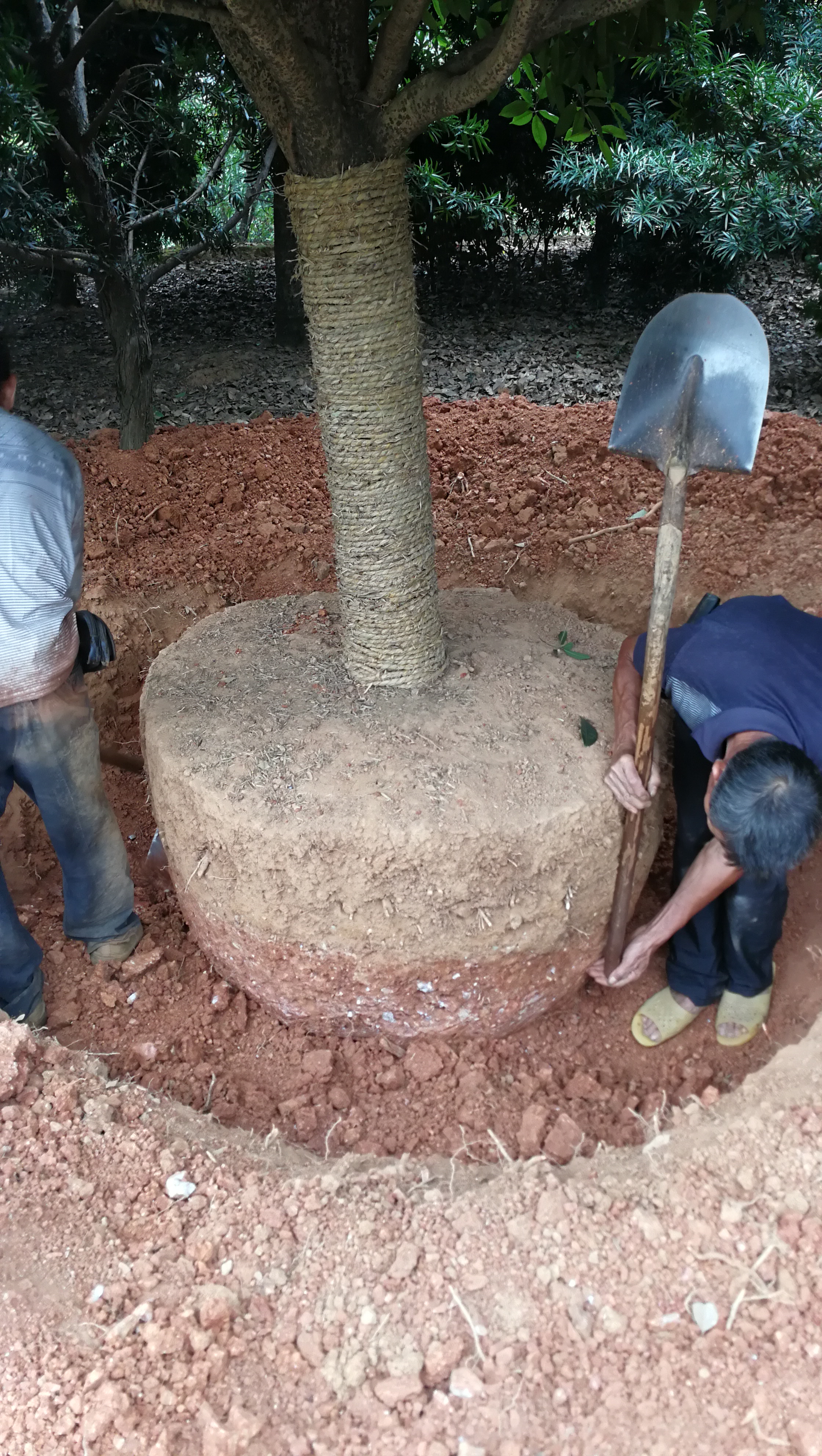 大喬木土球要點一